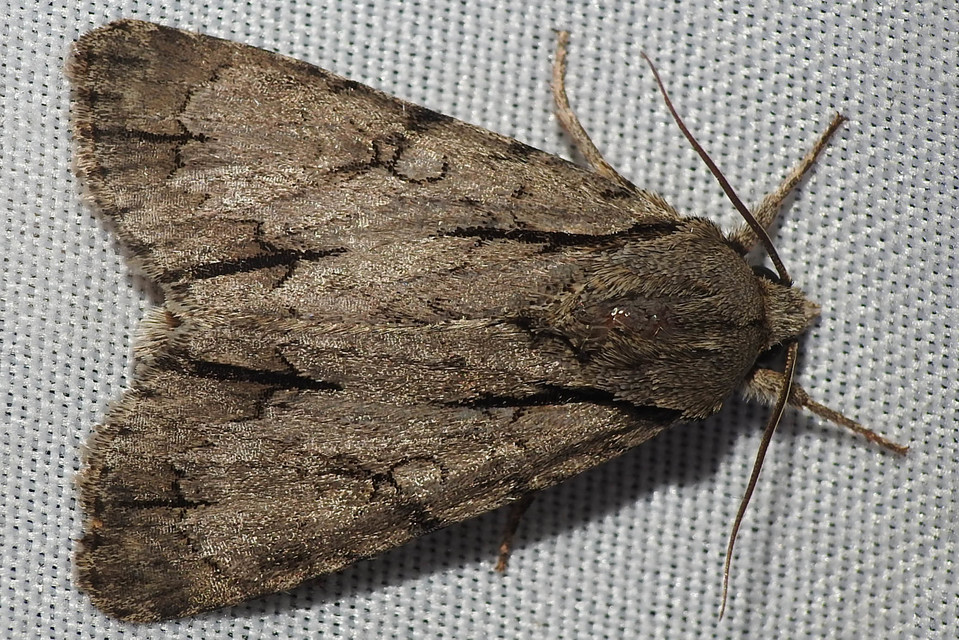 Acronicta cuspis/tridens/psi