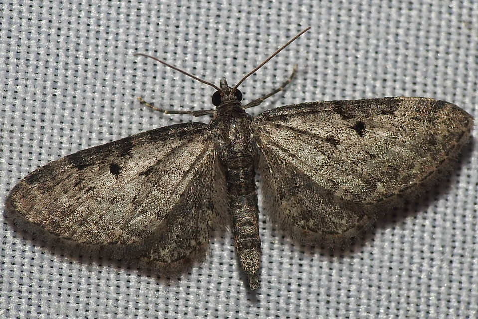 Eupithecia virgaureata - aranyvessző-törpearaszoló