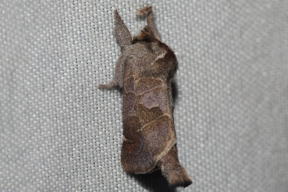 Clostera pigra - apró levélszövő