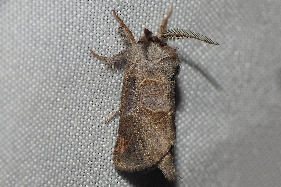 Clostera pigra - apró levélszövő