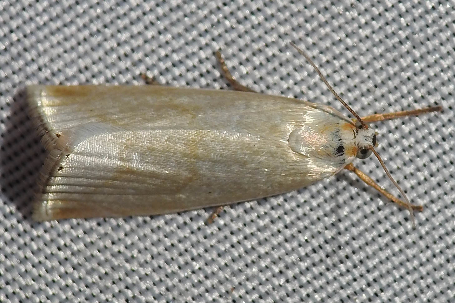 Calamotropha aureliellus - aranyszínű nádlevélmoly