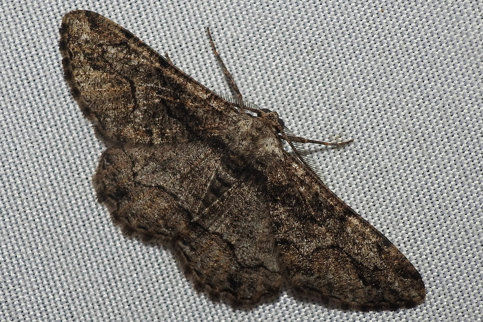 Synopsia sociaria - ürömaraszoló