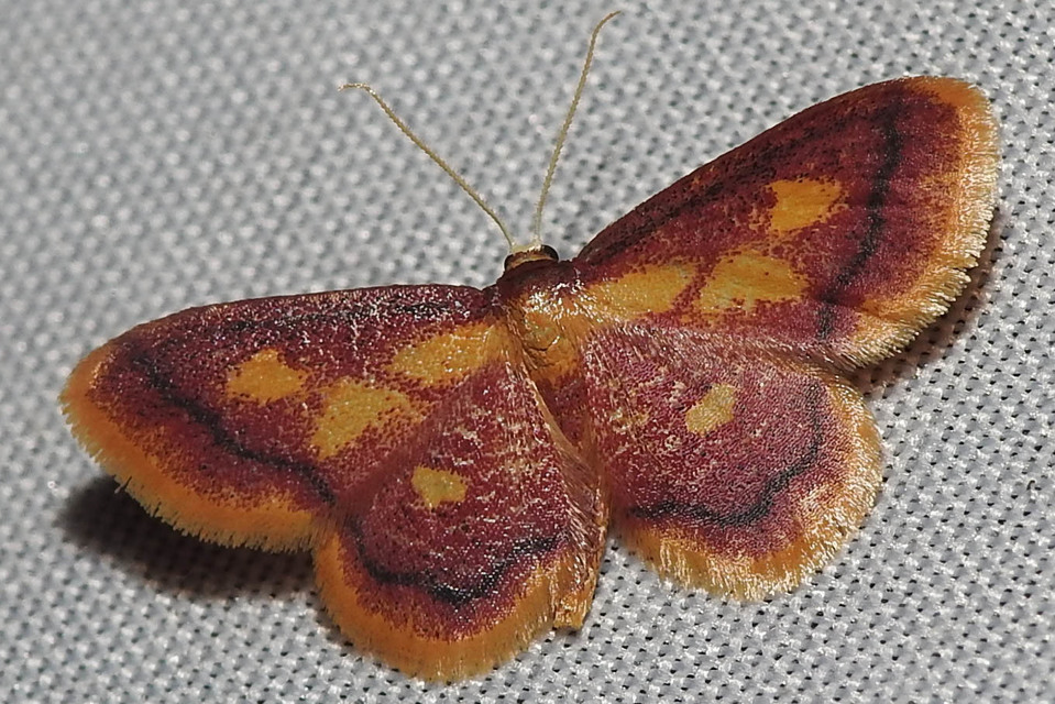 Idaea muricata - mocsári pirosaraszoló