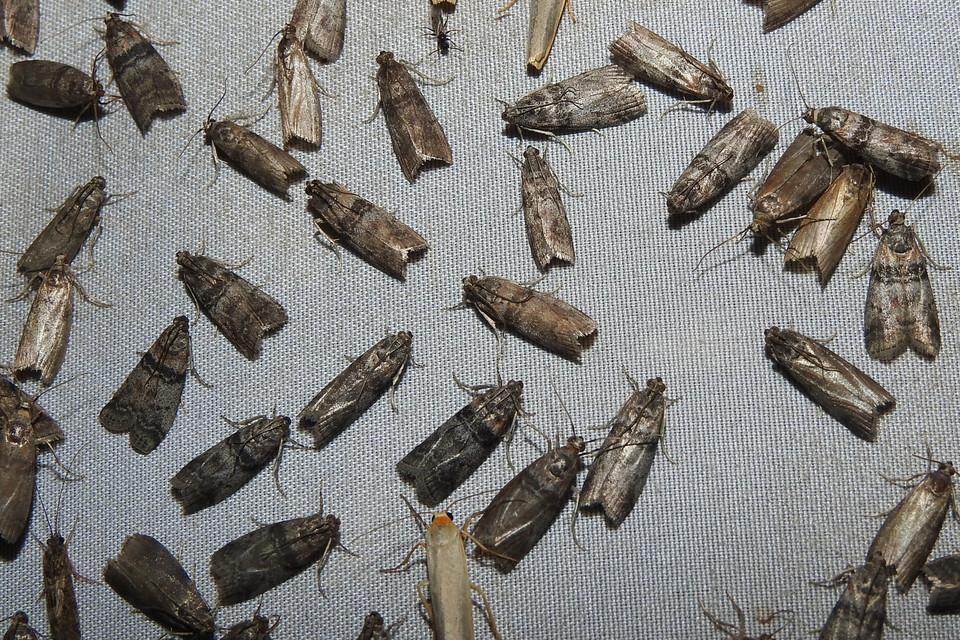 Sciota