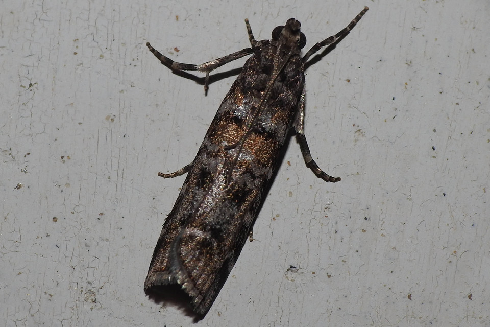 Dioryctria