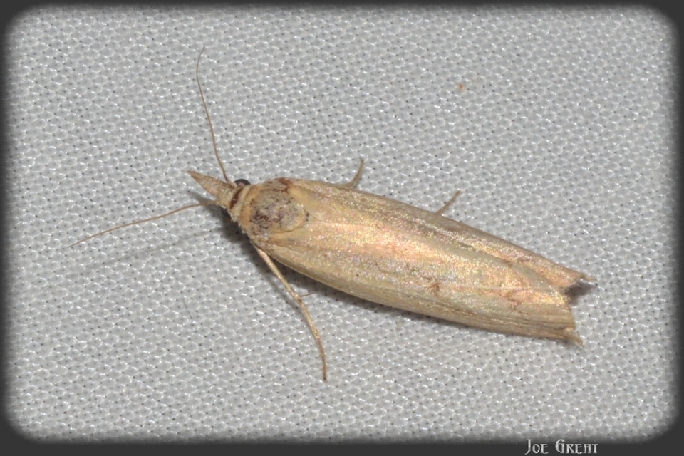 Crambus perlella - gyöngyházas fűgyökérmoly