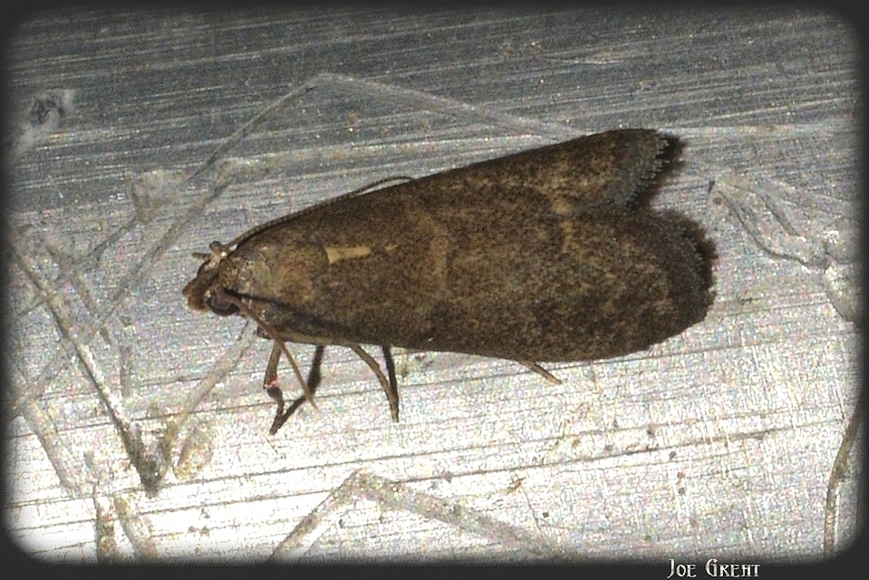Phycitinae