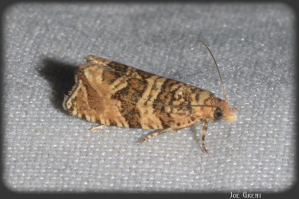 Celypha