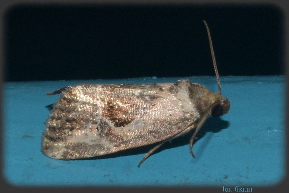 Hapalotis venustula - rózsaszínű mázasbagoly