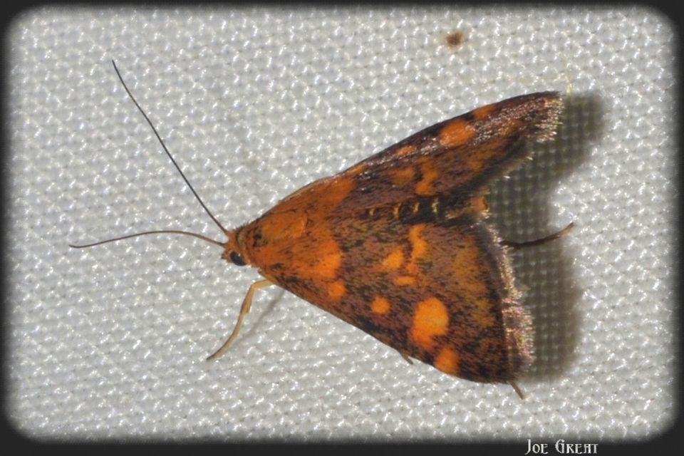 Pyrausta aurata - aranyló bíbormoly