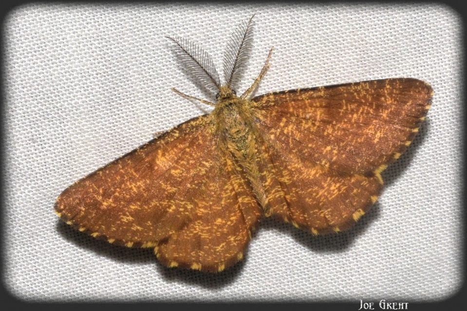 Ematurga atomaria - barna rétiaraszoló