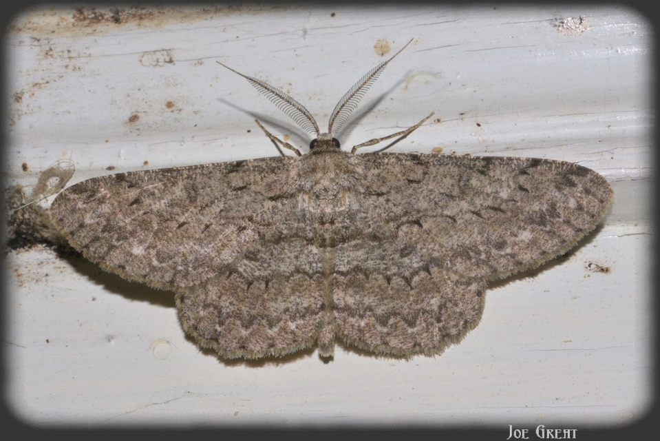 Hypomecis punctinalis - pettyes faaraszoló