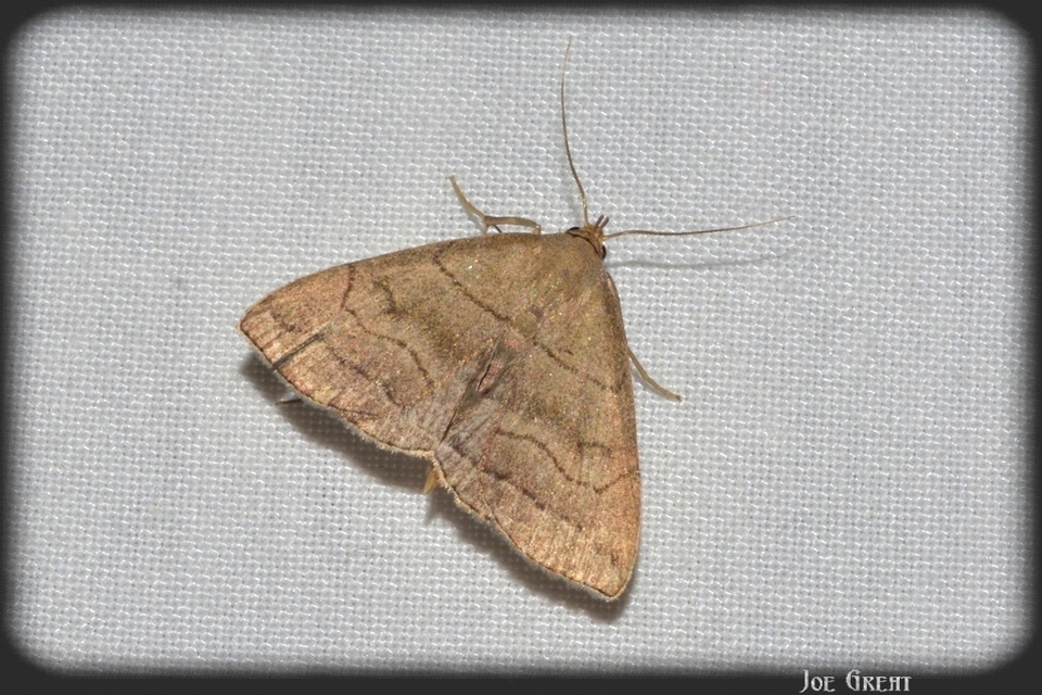 Herminia tarsicrinalis - szőröslábú karcsúbagoly