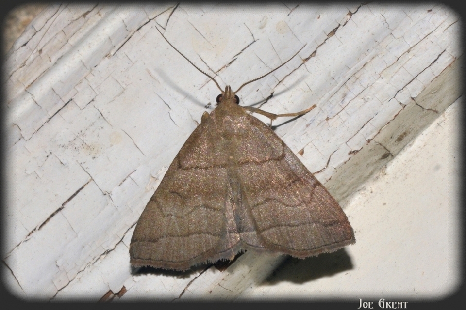 Herminia tarsicrinalis - szőröslábú karcsúbagoly