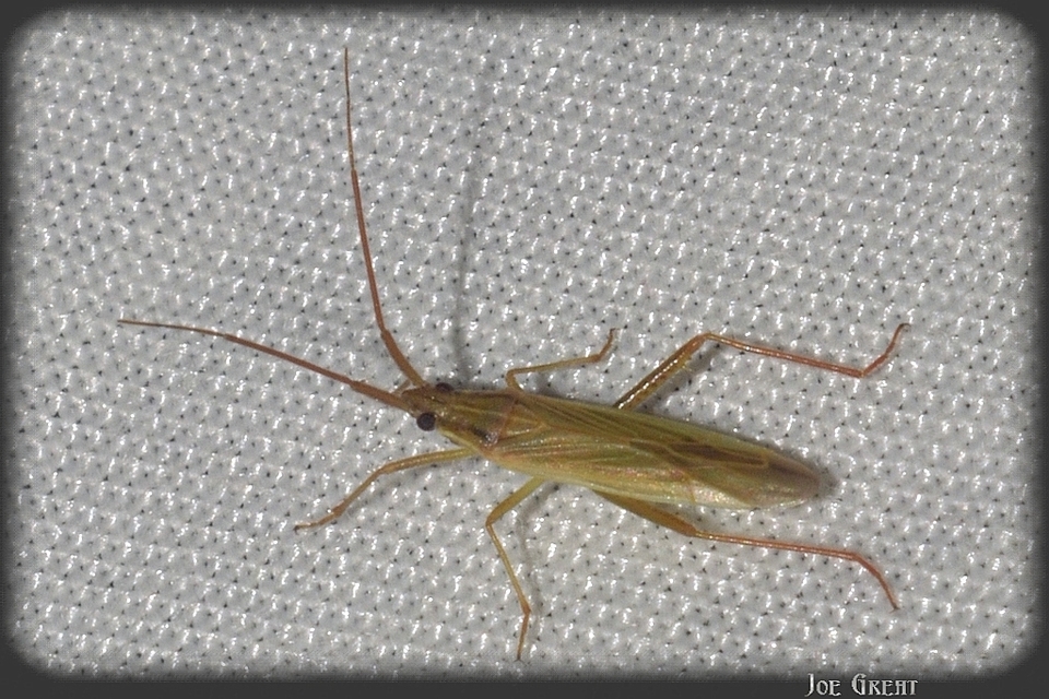 Stenodema calcarata - sarkantyús mezeipoloska