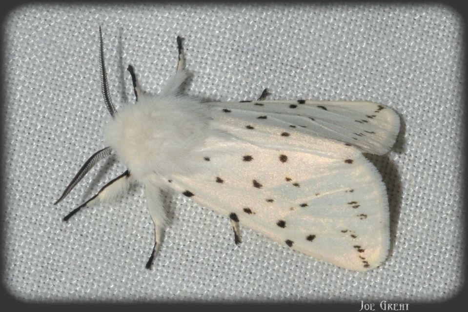 Spilosoma lubricipedum - tejszínű medvelepke