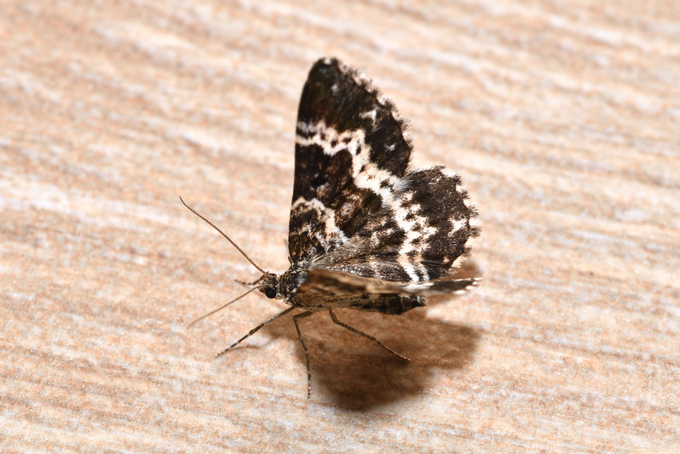 Epirrhoe tristata - gyászos tarkaaraszoló