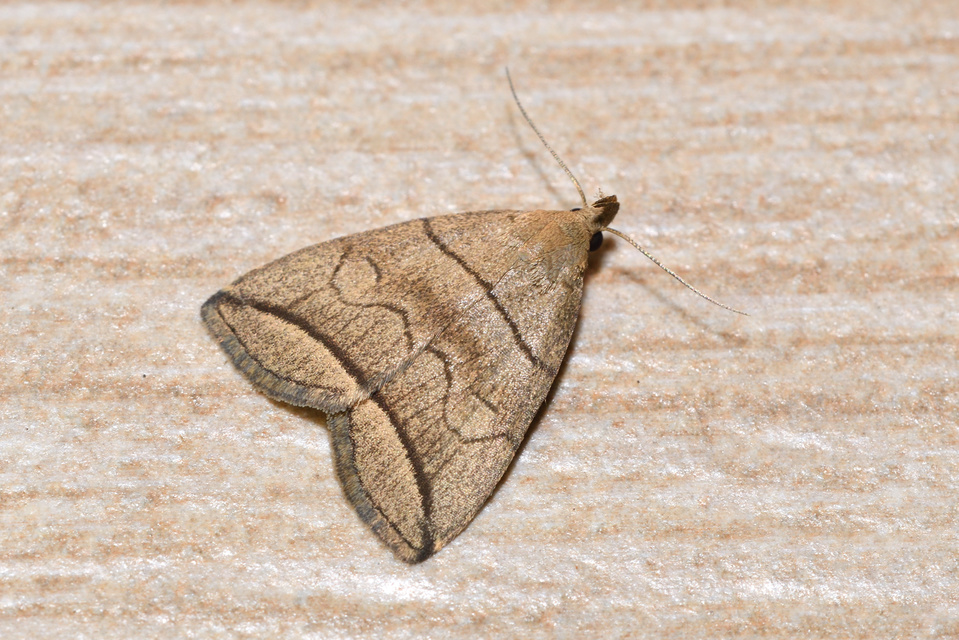 Herminia grisealis - ligeti karcsúbagoly