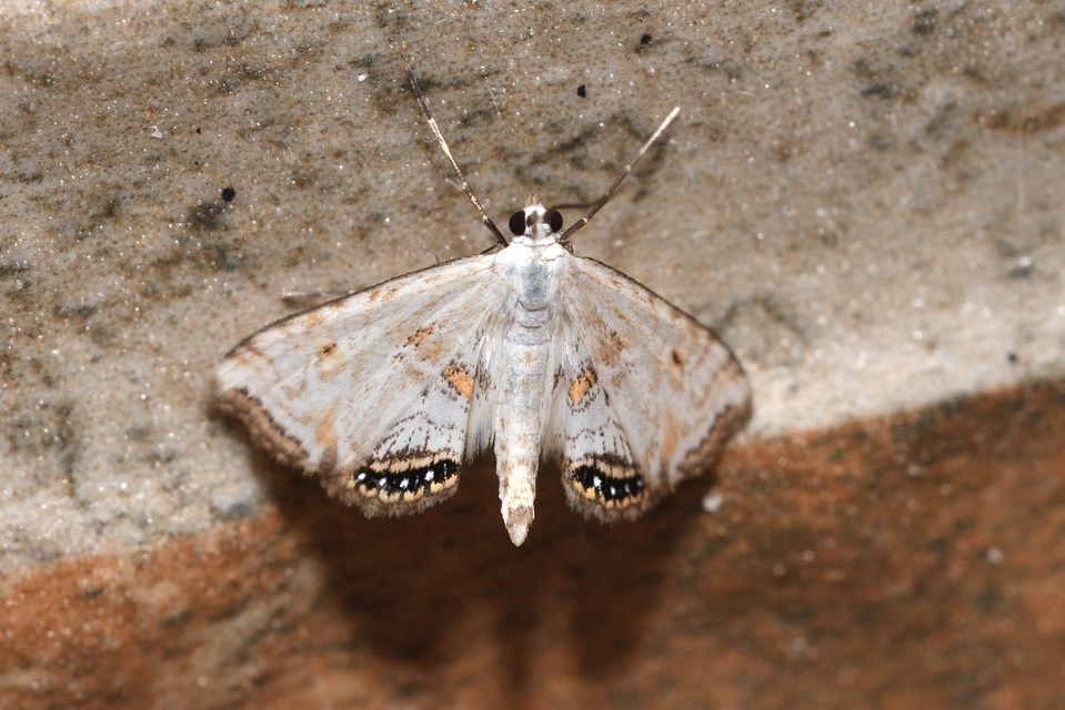 Cataclysta lemnata - békalencsemoly