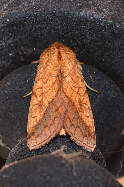 Pyrrhia umbra - iglicebagoly