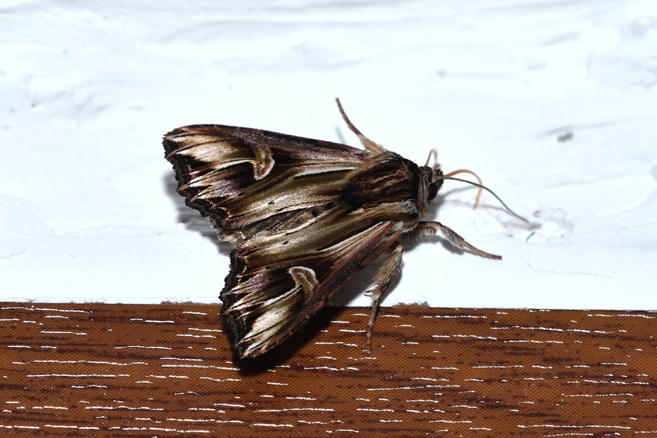 Actinotia polyodon - nagy sugarasbagoly