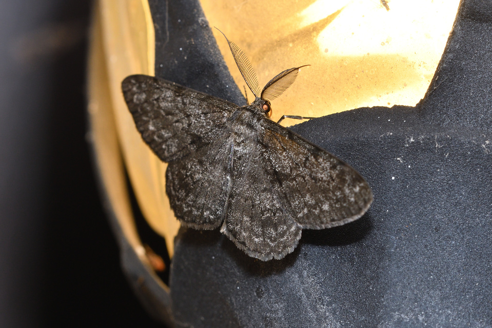 Hypomecis roboraria - nagy tölgyfaaraszoló