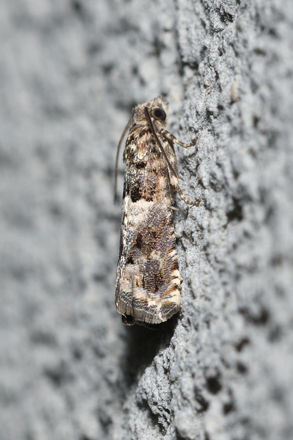 Epiblema scutulana - réti tükrösmoly