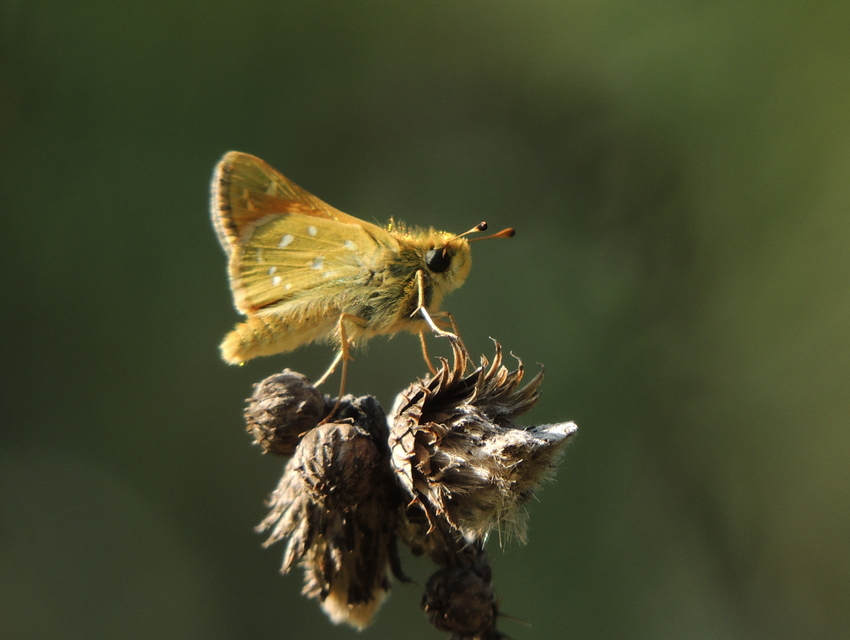 Hesperia comma - vesszős busalepke