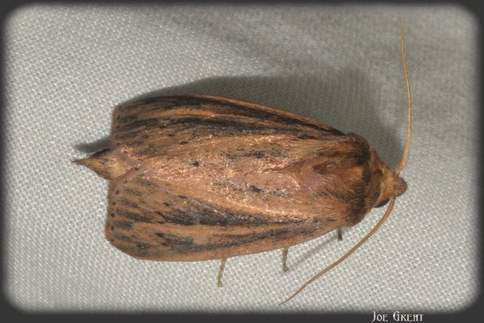Globia sparganii - nagy nádibagoly