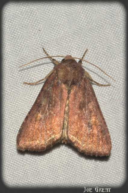 Lacanobia oleracea - saláta-kertibagoly