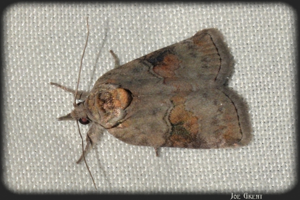 Nycteola asiatica - nyárfa-trapézbagoly