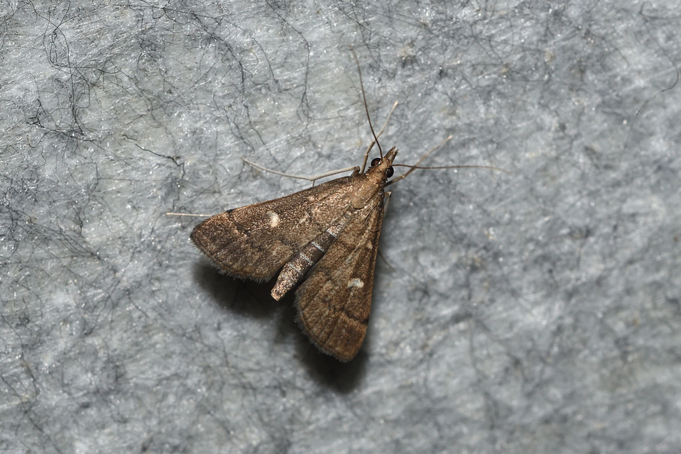 Dolicharthria punctalis - hosszúlábú tűzmoly