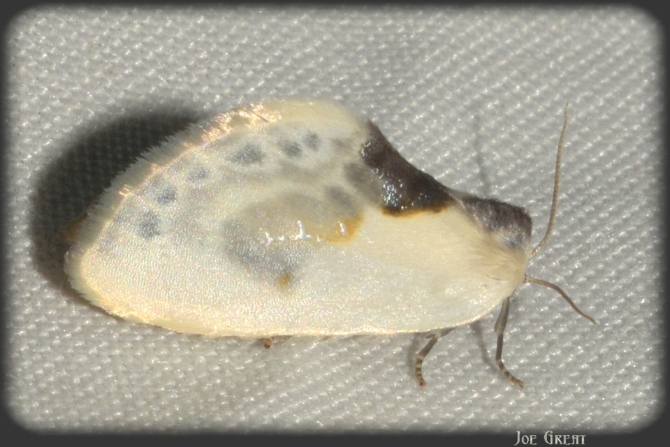 Cilix glaucata - törpe sarlósszövő