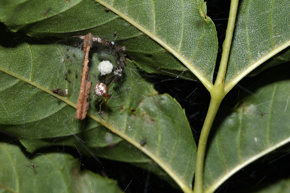 Phylloneta
