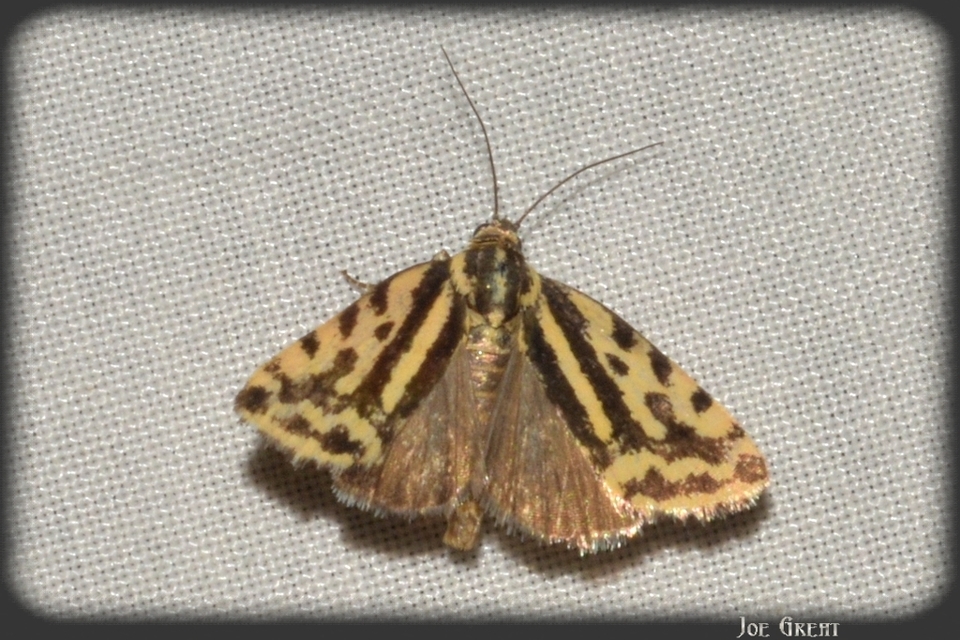 Emmelia trabealis - zebrabagoly
