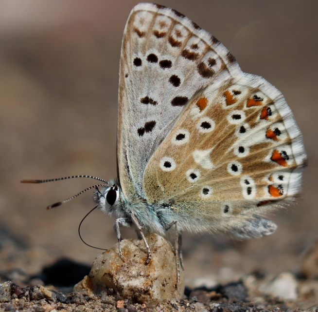 Polyommatus coridon - ezüstkék boglárka