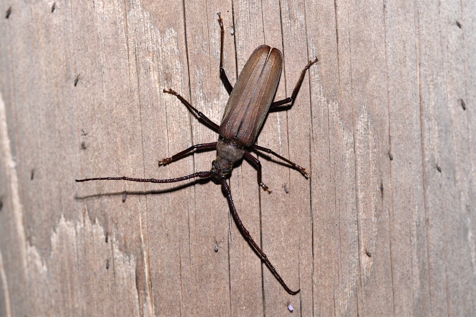 Aegosoma scabricorne - diófacincér