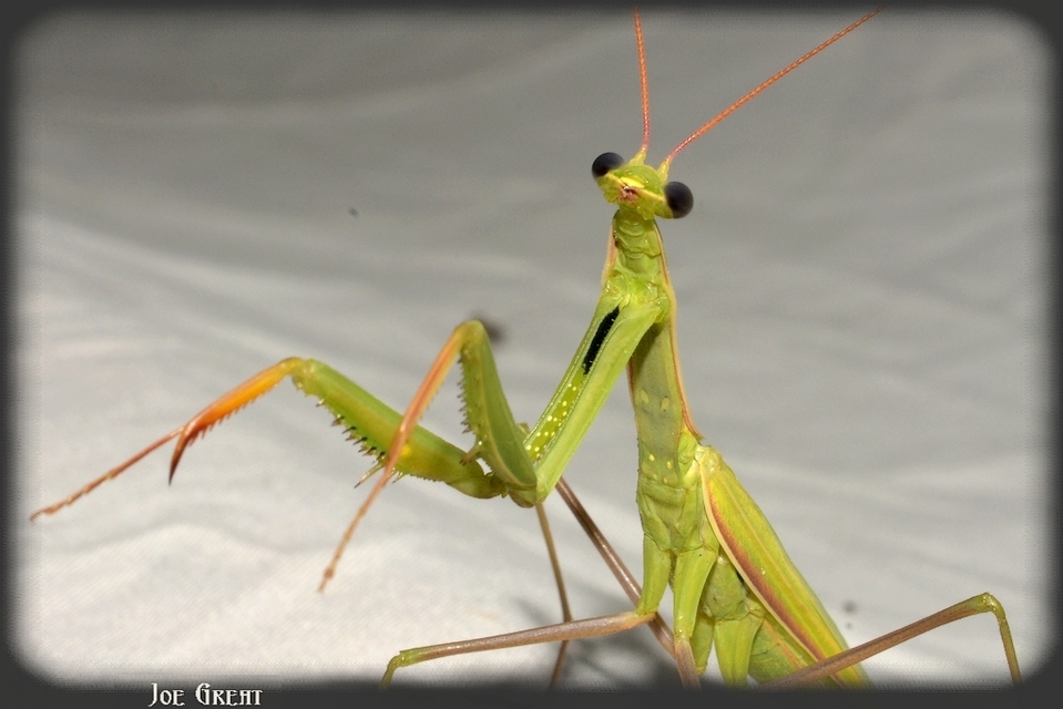 Mantis religiosa - imádkozósáska