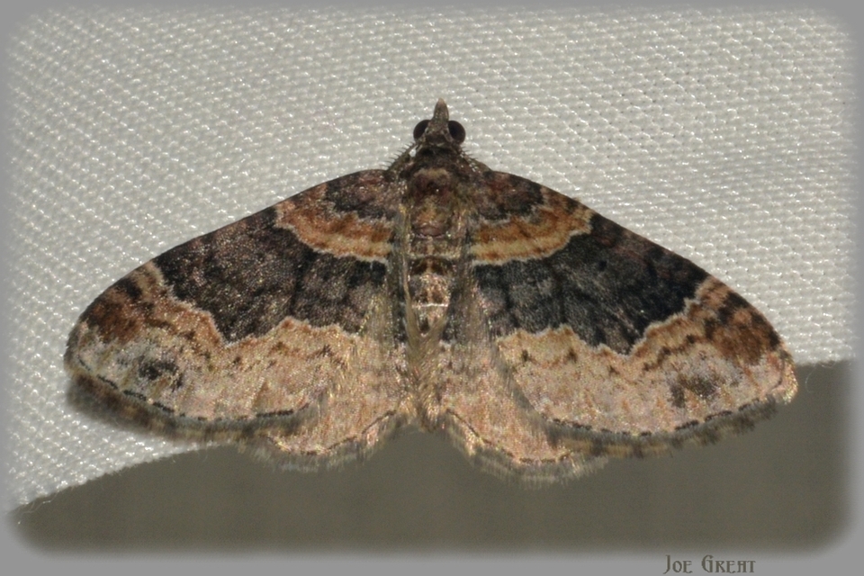 Xanthorhoe ferrugata - kerti tarkaaraszoló