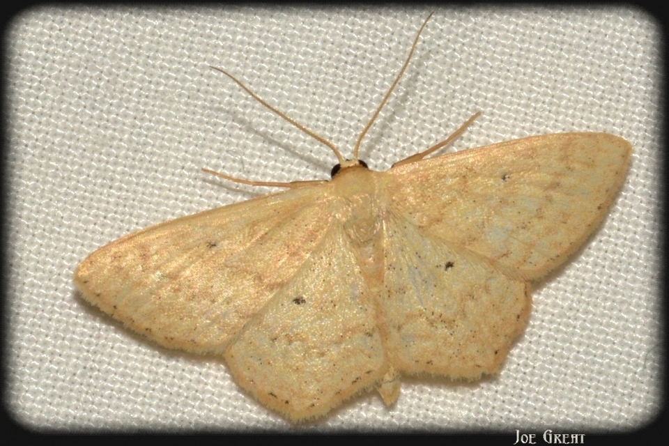 Scopula corrivalaria - lápi apróaraszoló