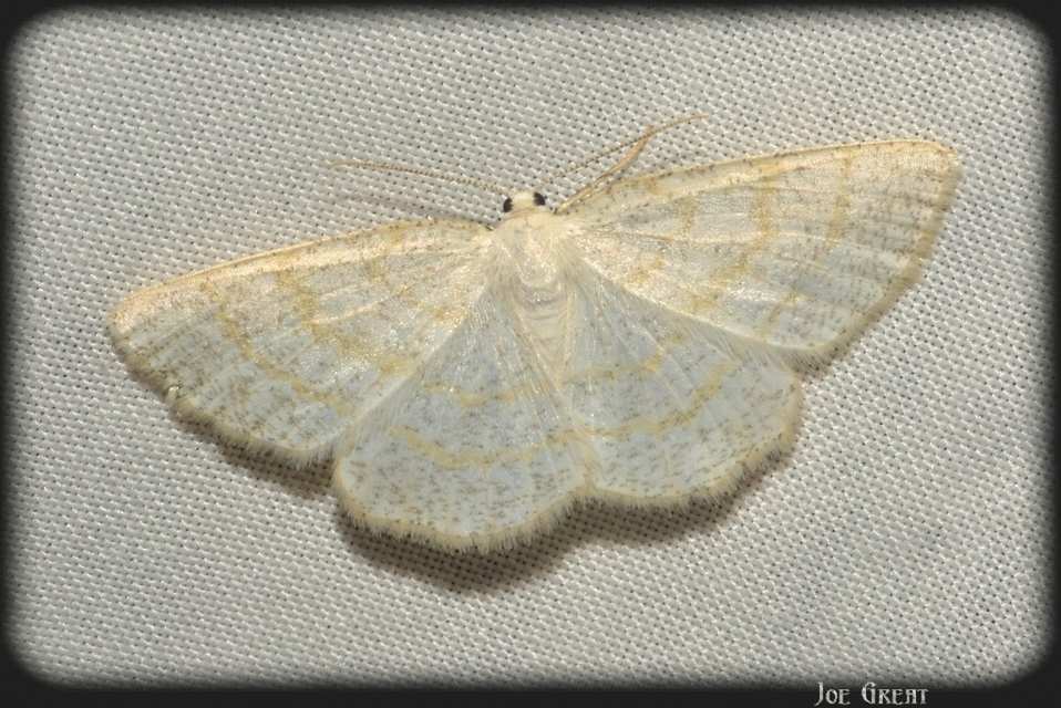 Cabera exanthemata - pettyes égeraraszoló