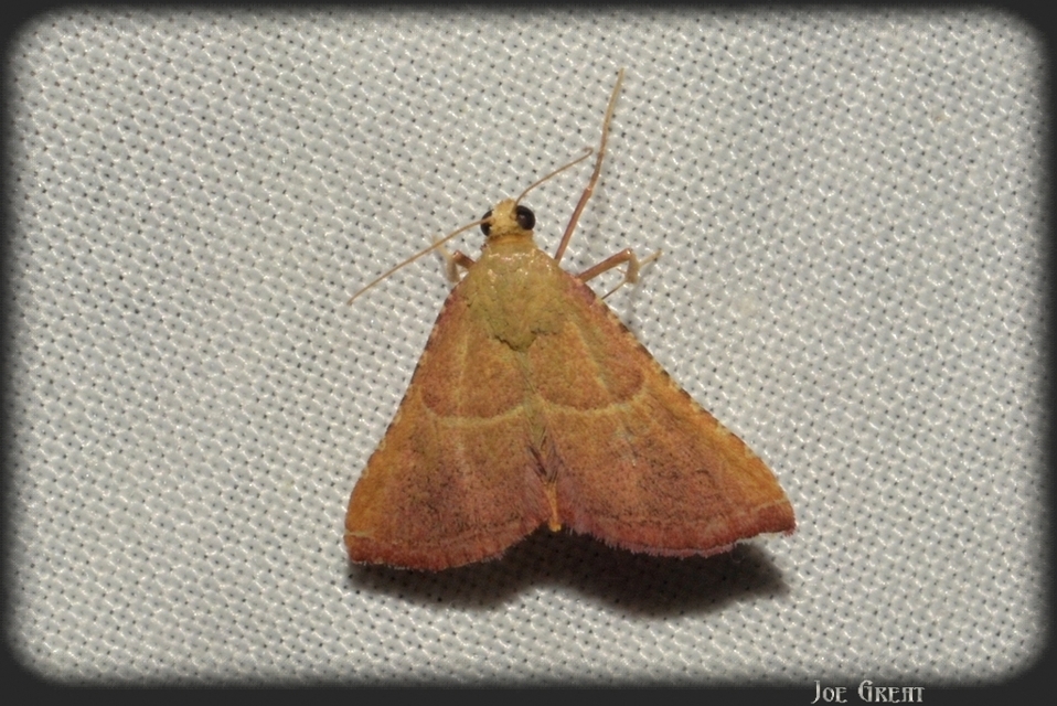 Endotricha flammealis - tüzesszárnyú fényilonca