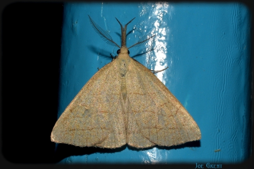 Polypogon tentacularia - sötétaljú karcsúbagoly