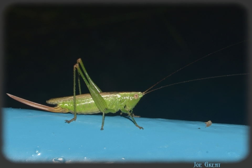 Conocephalus fuscus - kis kúpfejűszöcske