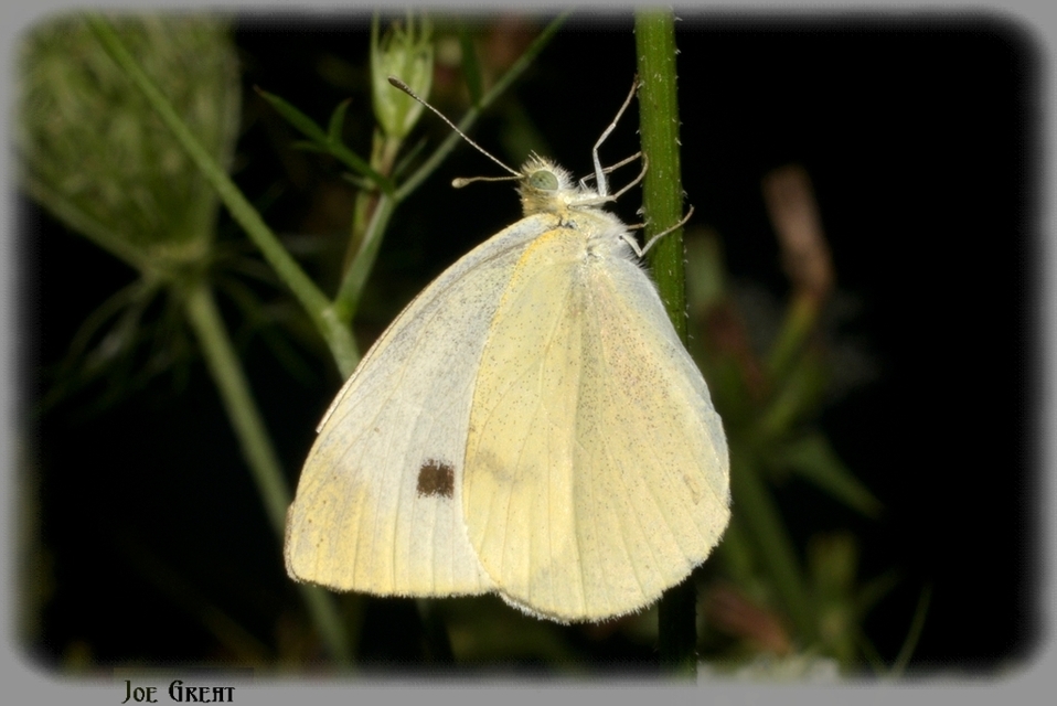 Pieris rapae - répalepke