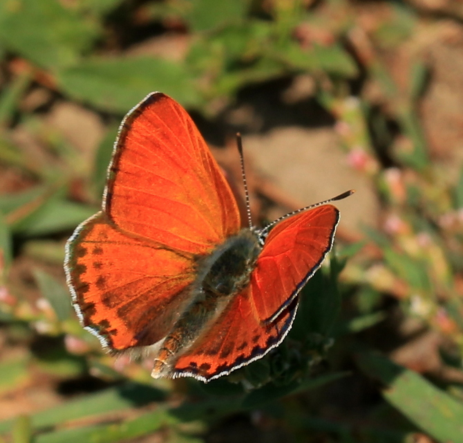 Lycaena thersamon - kis tűzlepke