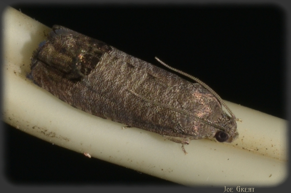 Cydia pomonella - almamoly