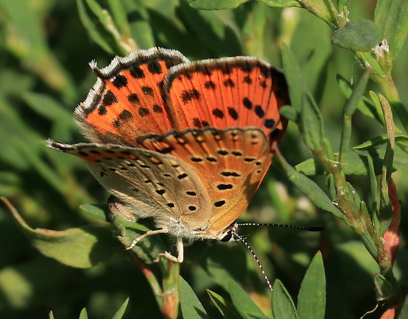 Lycaena thersamon - kis tűzlepke