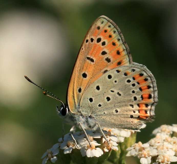 Lycaena thersamon - kis tűzlepke