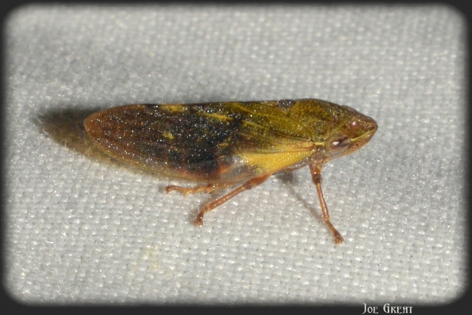 Aphrophora salicina